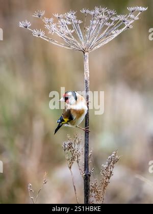 Aberystwyth, Ceredigion, Wales, Vereinigtes Königreich. Januar 2025. Die Temperaturen unter Null haben einen Frost auf dem Vegetaion hinterlassen und meine Gartenfuttermittel bieten eine winterliche Umgebung für die regelmäßigen Vogelbesucher. Quelle: Phil Jones/Alamy Live News Stockfoto