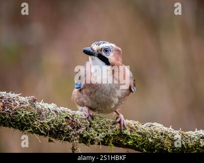 Aberystwyth, Ceredigion, Wales, Vereinigtes Königreich. Januar 2025. Die Temperaturen unter Null haben einen Frost auf dem Vegetaion hinterlassen und meine Gartenfuttermittel bieten eine winterliche Umgebung für die regelmäßigen Vogelbesucher. Quelle: Phil Jones/Alamy Live News Stockfoto