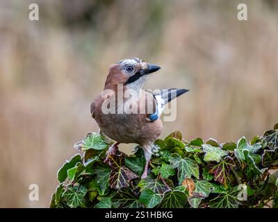 Aberystwyth, Ceredigion, Wales, Vereinigtes Königreich. Januar 2025. Die Temperaturen unter Null haben einen Frost auf dem Vegetaion hinterlassen und meine Gartenfuttermittel bieten eine winterliche Umgebung für die regelmäßigen Vogelbesucher. Quelle: Phil Jones/Alamy Live News Stockfoto