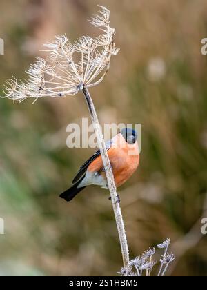 Aberystwyth, Ceredigion, Wales, Vereinigtes Königreich. Januar 2025. Die Temperaturen unter Null haben einen Frost auf dem Vegetaion hinterlassen und meine Gartenfuttermittel bieten eine winterliche Umgebung für die regelmäßigen Vogelbesucher. Quelle: Phil Jones/Alamy Live News Stockfoto
