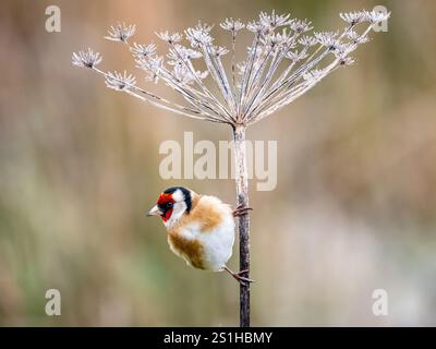 Aberystwyth, Ceredigion, Wales, Vereinigtes Königreich. Januar 2025. Die Temperaturen unter Null haben einen Frost auf dem Vegetaion hinterlassen und meine Gartenfuttermittel bieten eine winterliche Umgebung für die regelmäßigen Vogelbesucher. Quelle: Phil Jones/Alamy Live News Stockfoto