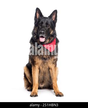 Hechender deutscher Schäferhund mit rotem Schal, isoliert auf weiß Stockfoto
