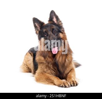 langhaariger deutscher Schäferhund liegend, keuchend und in die Kamera blickend, isoliert auf weiß Stockfoto