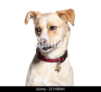 Entzückender mittelgroßer Mischlingshund mit braunem Mantel und rotem Kragen, der für ein Studio-Porträt auf neutralweißem Hintergrund posiert. Aufmerksamer Blick Stockfoto