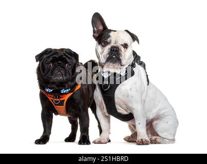 Schwarzer Mops und eine Bulldogge, die Gurte trägt, stehen nebeneinander, isoliert auf weiß Stockfoto
