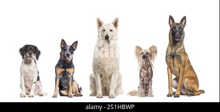 Fünf Hunde verschiedener Rassen sitzen in einer Reihe zusammen, schauen in die Kamera, isoliert auf weiß Stockfoto