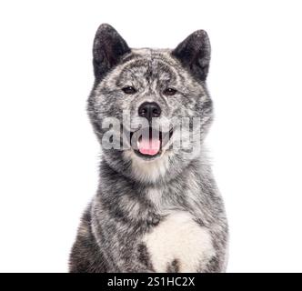Glücklicher akita-inu-Hund, der keucht und in die Kamera blickt, mit der Zunge auf weißem Hintergrund Stockfoto