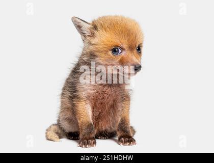 Süßes sitzendes, fünf Wochen altes Rotfuchsjunges, das in die Kamera schaut, isoliert auf Grau Stockfoto