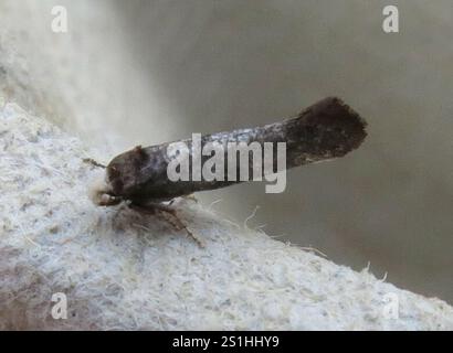 Birke Ermel (Swammerdamia caesiella) Stockfoto