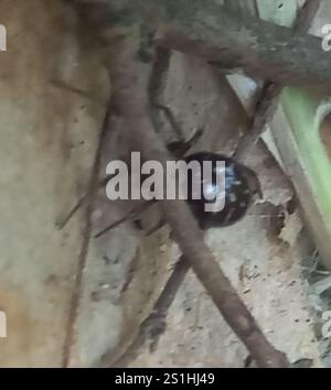 Schwarze Cobweb-Spinne (Steatoda capensis) Stockfoto