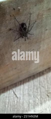 Spitzenkreuzspinne (Amaurobius similis) Stockfoto