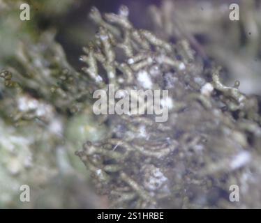 Polierte Tarnflechte (Melanelixia glabratula) Stockfoto