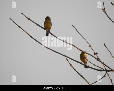 Grünlandgelbfink (Sicalis luteola) Stockfoto
