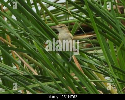 Orientalischer Schilfmühle (Acrocephalus orientalis) Stockfoto