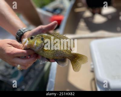 Warmouth (Lepomis gulosus) Stockfoto