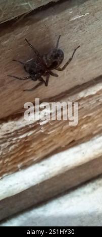Spitzenkreuzspinne (Amaurobius similis) Stockfoto