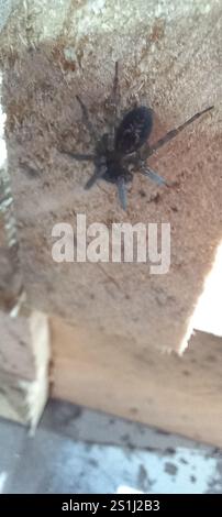 Spitzenkreuzspinne (Amaurobius similis) Stockfoto
