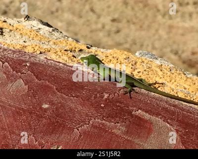 Kubanische grüne Anole (Anolis porcatus) Stockfoto