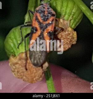 Darth Maul Bug (Spilostethus hospes) Stockfoto