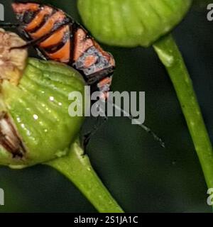 Darth Maul Bug (Spilostethus hospes) Stockfoto