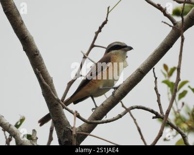 Philippinischer Braunkrabbe (Lanius cristatus lucionensis) Stockfoto