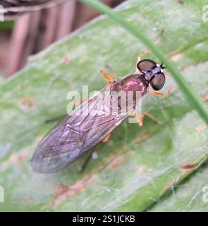 Centurion Fly (Sargus bipunctatus) mit zwei Punkten Stockfoto