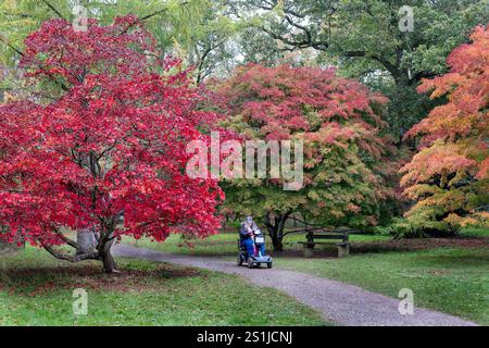 A disabled person on mobility scooter enjoying the autumn colours at westonbirt arboretum in Gloucestershire, england, uk Stockfoto