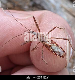 Vierschürzter Käfer (Zelus tetracanthus) Stockfoto