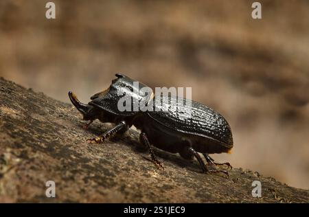 Männlicher kleiner Hirschkäfer, Dorcus parallelipipedus Stockfoto