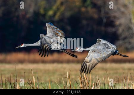 Sandhill-Krane, Antigone canadensis, fliegen während der Herbstwanderung im Norden Indianas über ein Feld Stockfoto