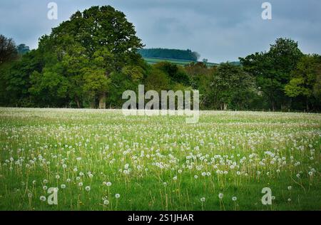 Ein Feld auf Löwenzahn-Samenköpfen in Devon, großbritannien Stockfoto