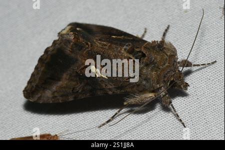 Graue Looper Motte (Rachiplusia ou) Stockfoto