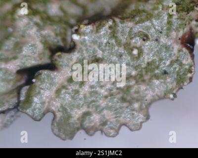 Polierte Tarnflechte (Melanelixia glabratula) Stockfoto