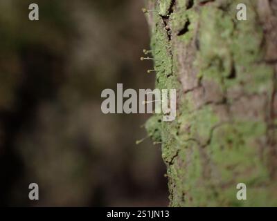 Schwefelstoppelflechte (Chaenotheca furfurfuracea) Stockfoto