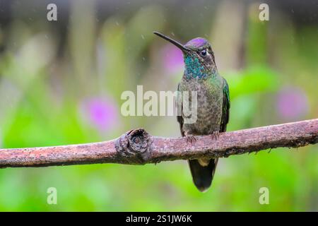 Herrlicher Kolibri (Eugenes fulgens) auf Zweig, Costa Rica. Stockfoto