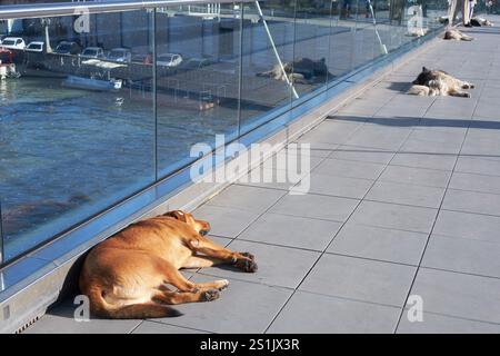 Frei herumlaufende Hunde in Tiflis, Georgien, schlafen friedlich auf einer Brücke, identifiziert von Microchips, die Urban Life und Care for Streys repräsentieren. Stockfoto