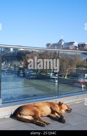 Frei herumlaufende Hunde in Tiflis, Georgien, schlafen friedlich auf einer Brücke, identifiziert von Microchips, die Urban Life und Care for Streys repräsentieren. Stockfoto