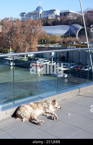 Frei herumlaufende Hunde in Tiflis, Georgien, schlafen friedlich auf einer Brücke, identifiziert von Microchips, die Urban Life und Care for Streys repräsentieren. Stockfoto