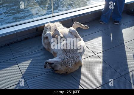 Frei herumlaufende Hunde in Tiflis, Georgien, schlafen friedlich auf einer Brücke, identifiziert von Microchips, die Urban Life und Care for Streys repräsentieren. Stockfoto