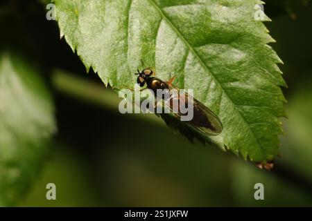 Centurion Fly (Sargus bipunctatus) mit zwei Punkten Stockfoto