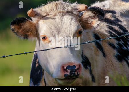 Nahaufnahme einer normannischen Kuh, die von der anderen Seite eines Stacheldrahtzauns aus auf einer Farm in den östlichen Andenbergen Kolumbiens blickt. Stockfoto