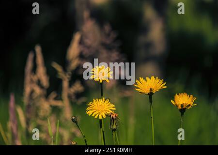 Vier Löwenzahn-Blumen auf einem Grasfeld, beleuchtet von der Sonne des morgens, auf einem Bauernhof in der Nähe der Kolonialstadt Villa de Leyva in Zentral-Kolumbien Stockfoto