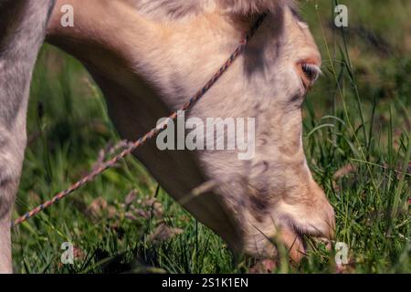 Nahaufnahme des Kopfes einer normannischen Kuh, die am Morgen weidet, auf einer Viehzucht in den östlichen Andenbergen Zentral-Kolumbiens. Stockfoto