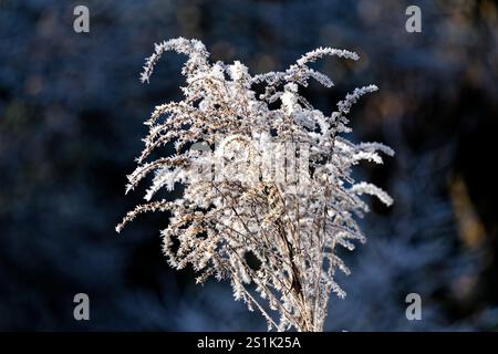 Bäume und Vegetation bedeckt mit Eiskristallen an einem eisigen Wintertag, Nahaufnahme Stockfoto