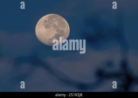 Blick auf den Vollmond bei Sonnenaufgang hinter einem defokussierten Erlenzweig, der über den westlichen Andengebirgen im Zentrum Kolumbiens strahlt. Stockfoto