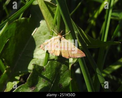 Geometer Motte (Haematopis grataria) Stockfoto