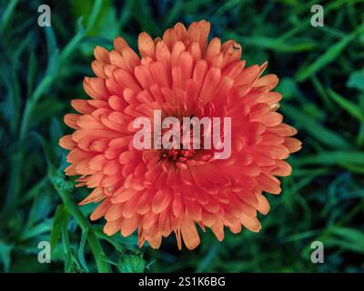 Makrofotografie von der Spitze eines Ringelblumenblödes aus rotem Topf, aufgenommen in einem Garten in den östlichen Andenbergen im Zentrum Kolumbiens. Stockfoto