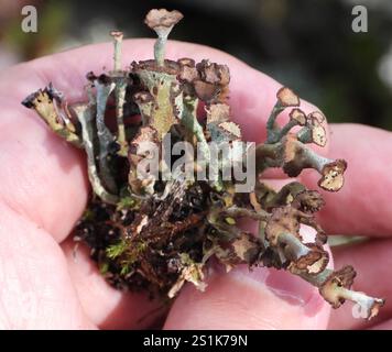 Gebräunte Pixie Flechten (Cladonia gracilis turbinata) Stockfoto