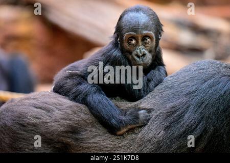 Prag, Tschechische Republik. Januar 2025. Feier zum ersten Geburtstag der weiblichen Tieflandgorilla Mobi, Enkelin des berühmten Moja im ZOO Prag, Tschechien, 4. Januar 2025. Quelle: VIT Simanek/CTK Photo/Alamy Live News Stockfoto