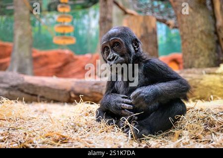 Prag, Tschechische Republik. Januar 2025. Feier zum ersten Geburtstag der weiblichen Tieflandgorilla Mobi, Enkelin des berühmten Moja im ZOO Prag, Tschechien, 4. Januar 2025. Quelle: VIT Simanek/CTK Photo/Alamy Live News Stockfoto